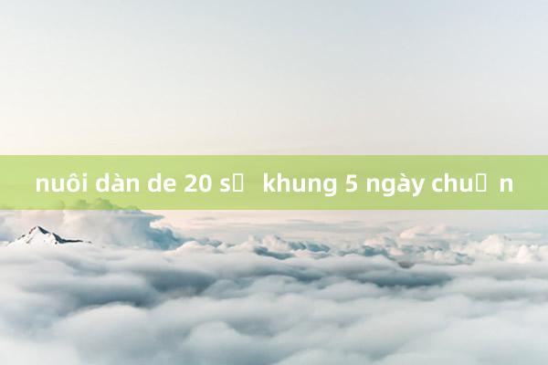 nuôi dàn de 20 số khung 5 ngày chuẩn