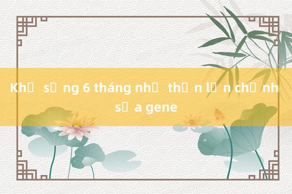 Khỉ sống 6 tháng nhờ thận lợn chỉnh sửa gene