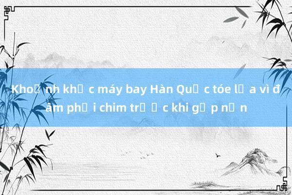 Khoảnh khắc máy bay Hàn Quốc tóe lửa vì đâm phải chim trước khi gặp nạn